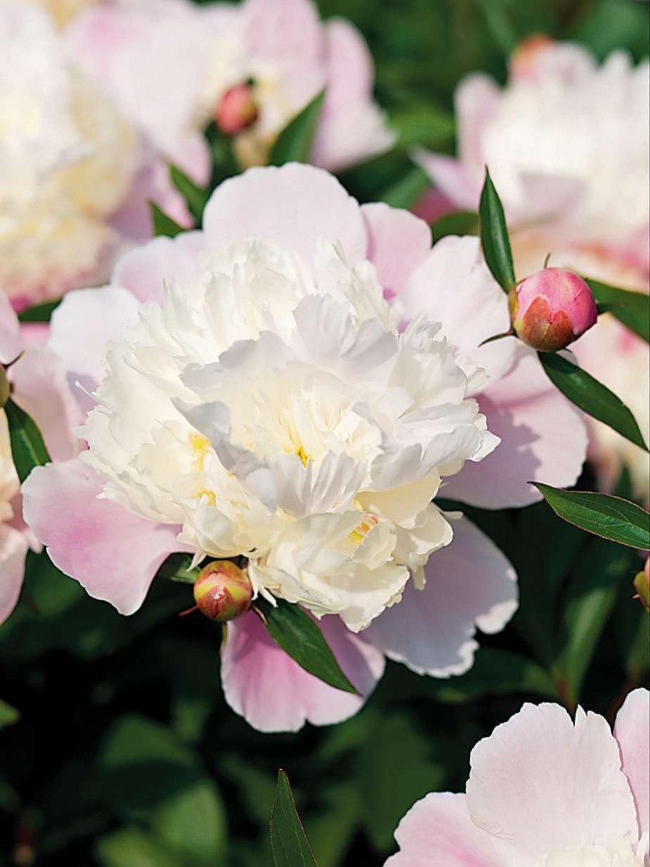 Пион Пинк анноун