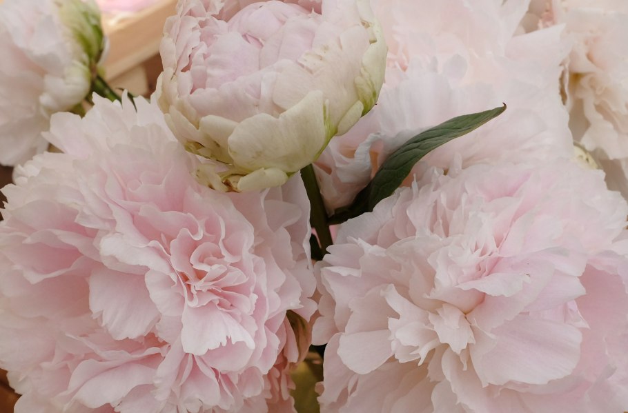 Пион Пинк Суприм