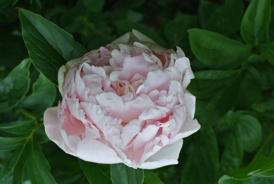 Пион Пинк Парфейт Pink parfait