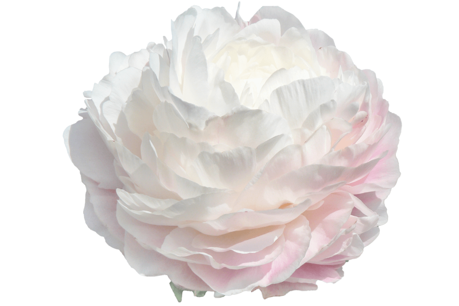 Пион травянистый фестива Максима