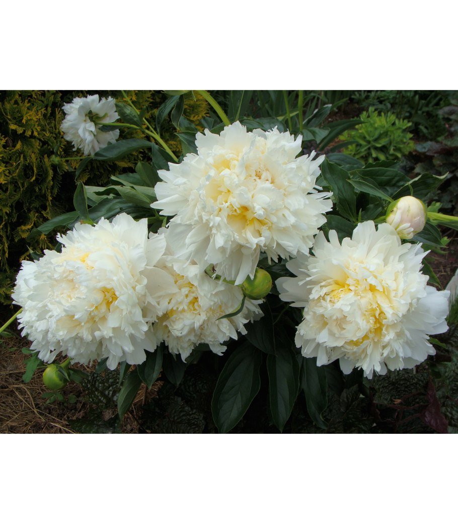 Dynasty Peony