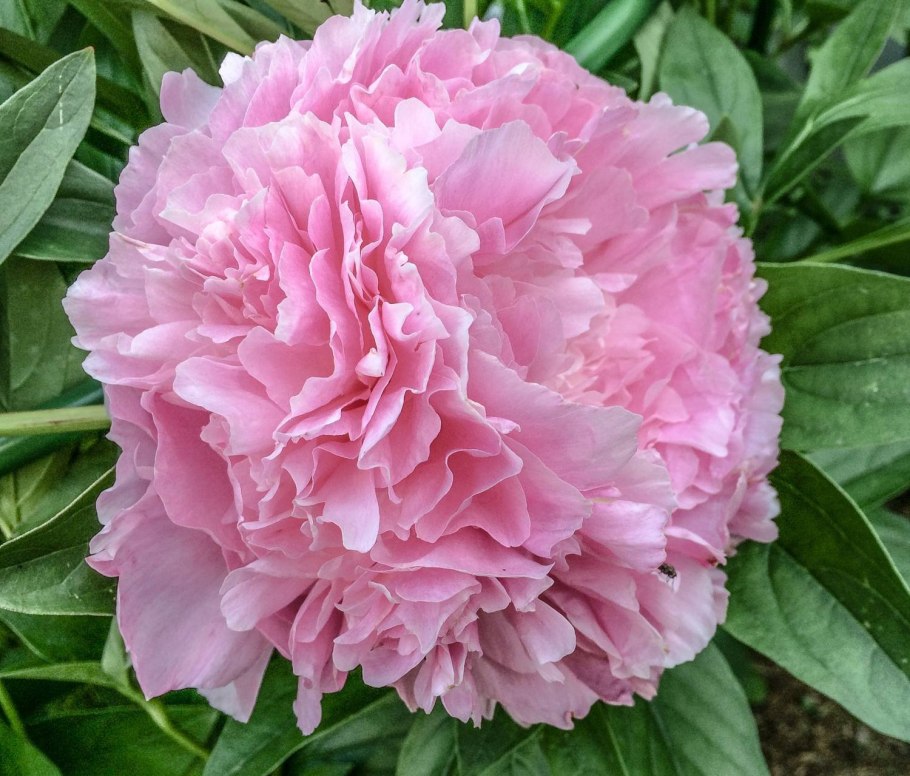 Пион шифон Парфе фото