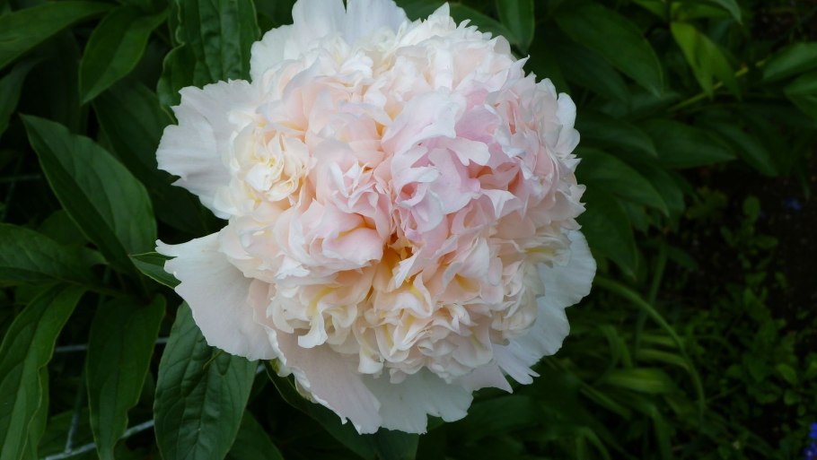 Пулков сад шифон Парфайт