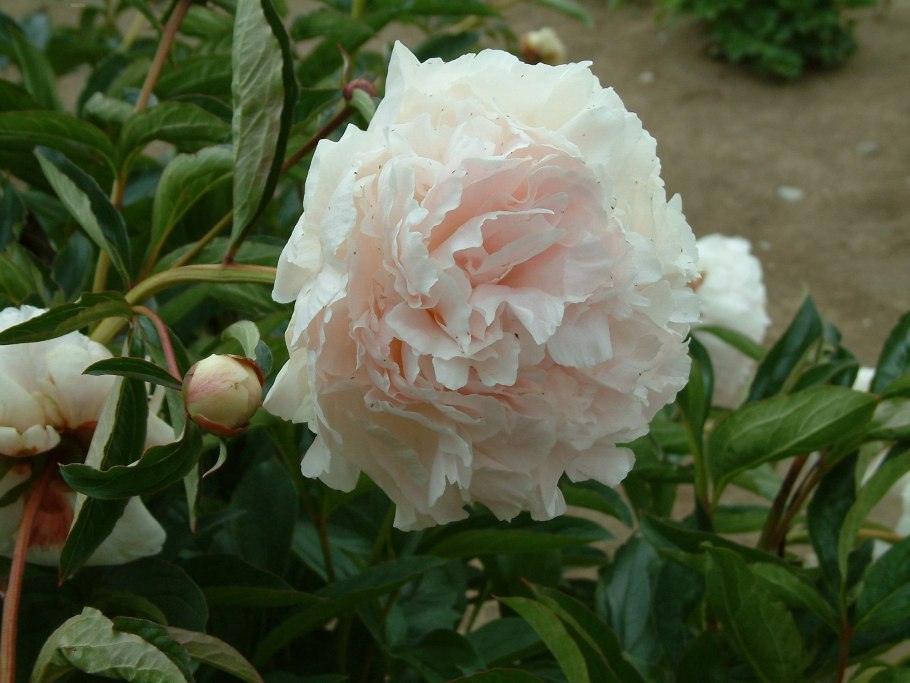 Пион Шиффон Парфэ