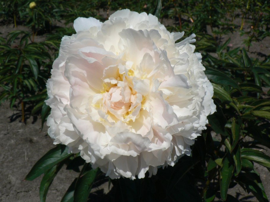 Пион Каролина констебль