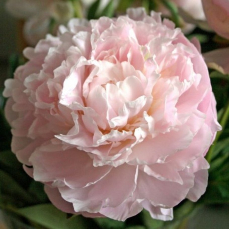 Пион Шиффон Парфейт