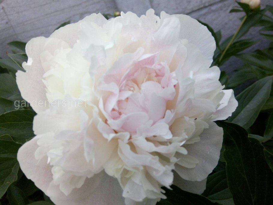 Пион Klehm Pink Unknown