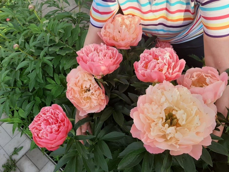 Пион Шиффон Парфейт