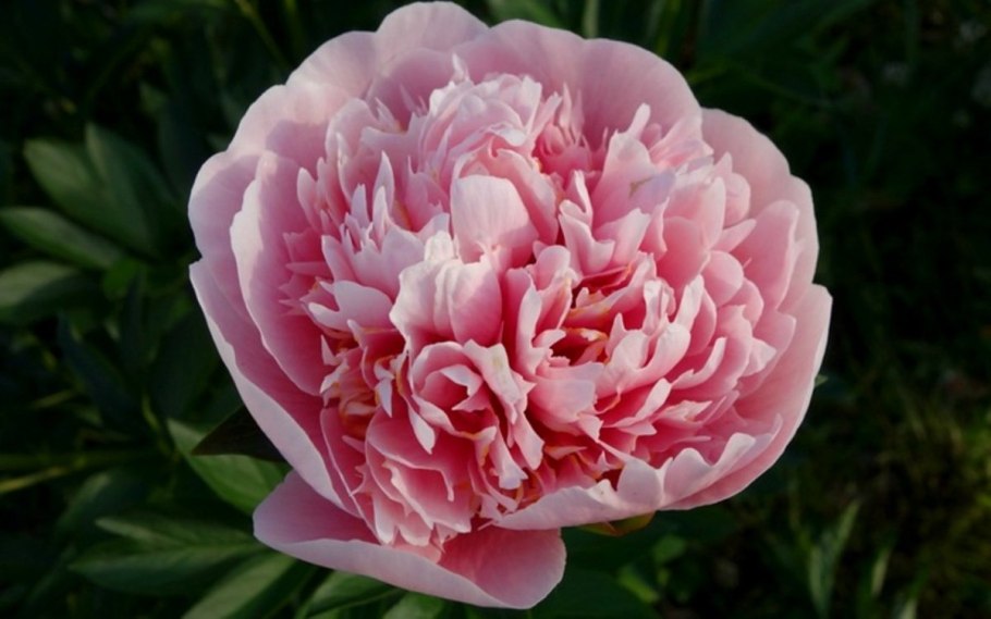 Пион Ито скрамдидлеймпчиоз