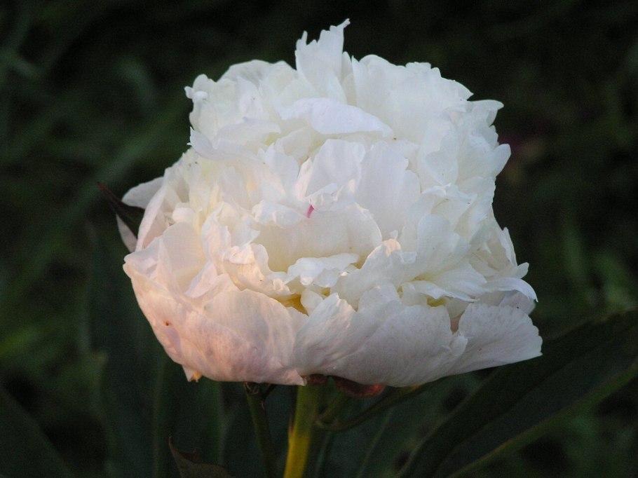 Пион шифон Перфект