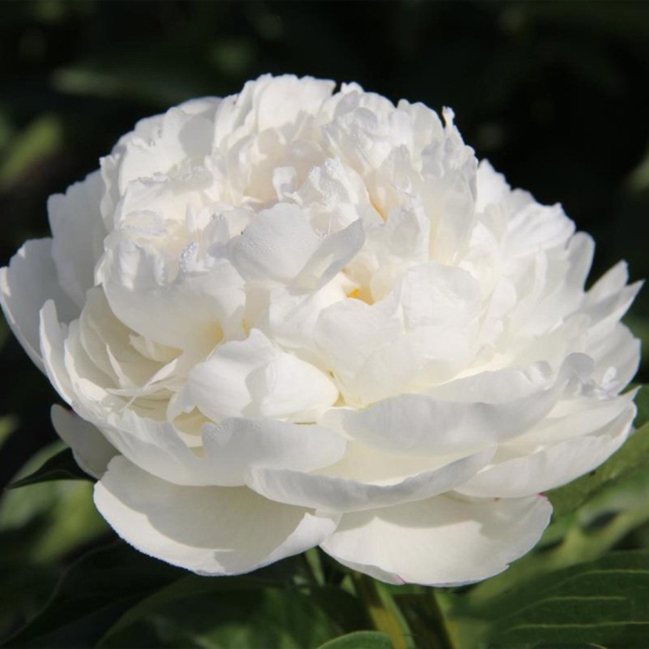 Пион шифон Парфейт