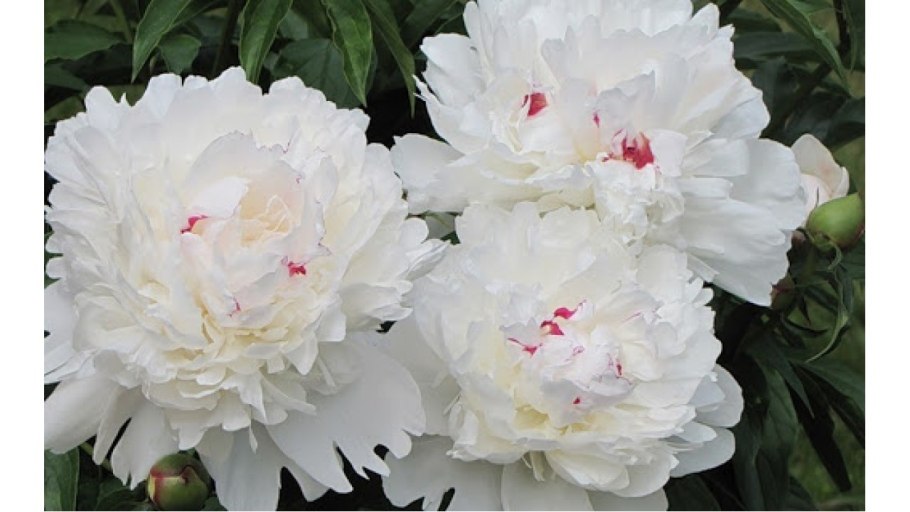 Пион Лемон Шиффон