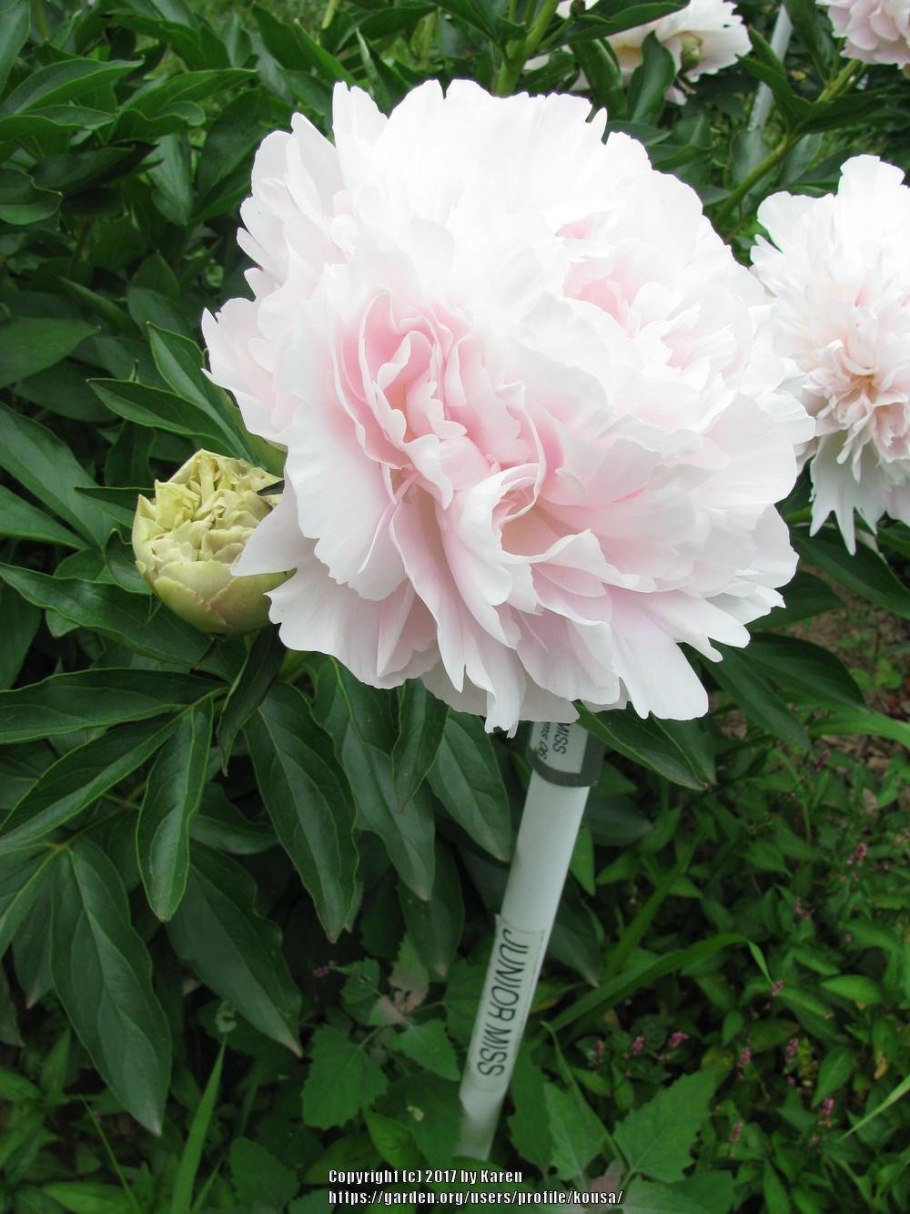 Пион Бразер Чак 1шт (Коллайн)