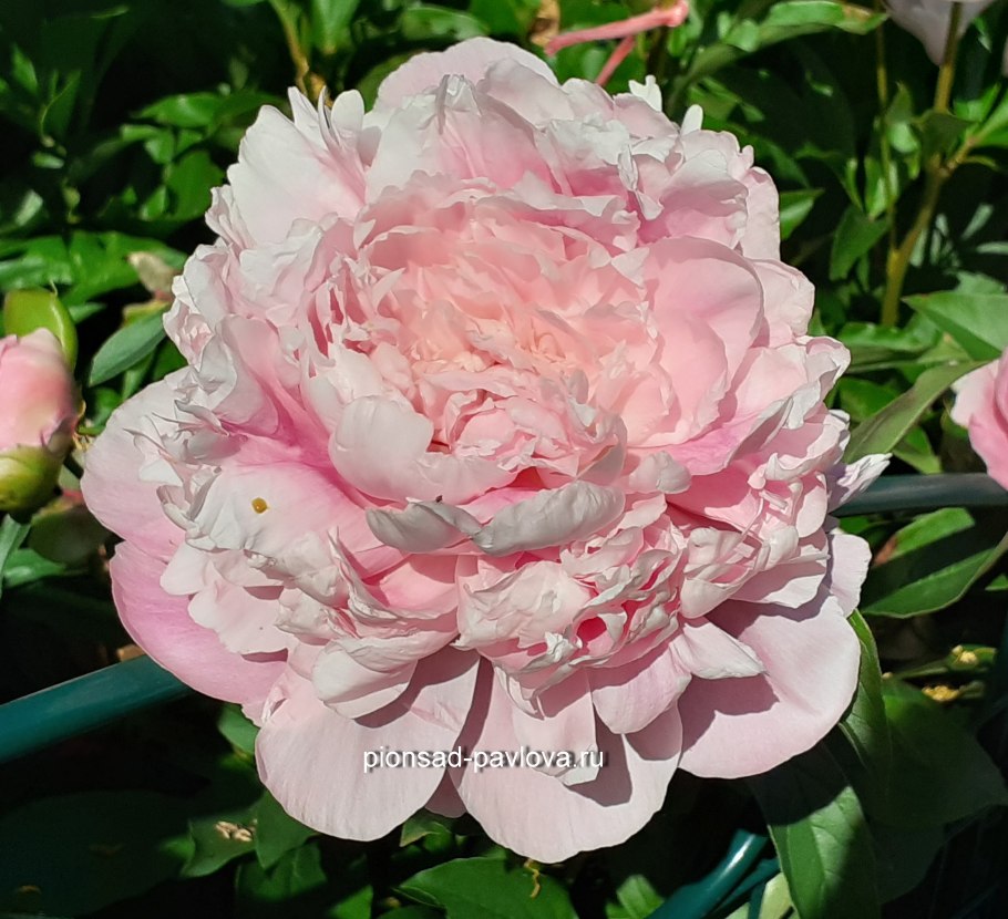 Пион Lemon Chiffon