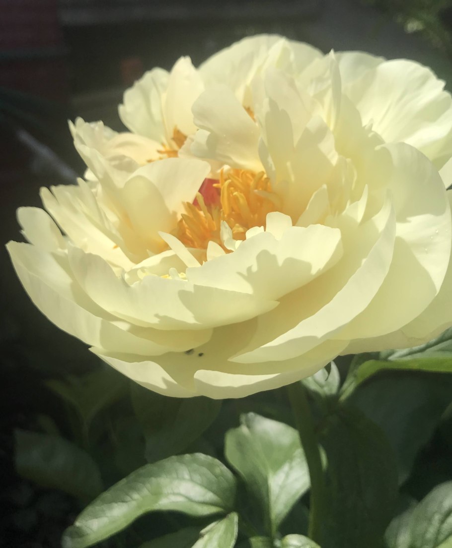 Пион Боул оф Крим