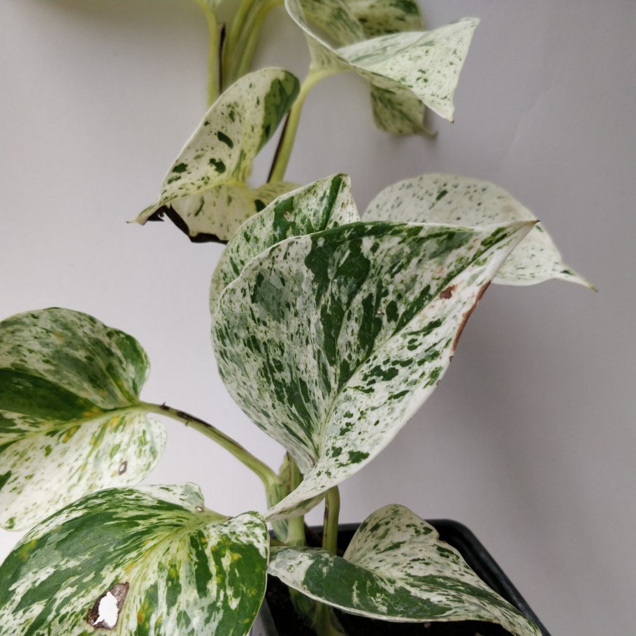 Эпипремнум пиннатум Happy Leaf