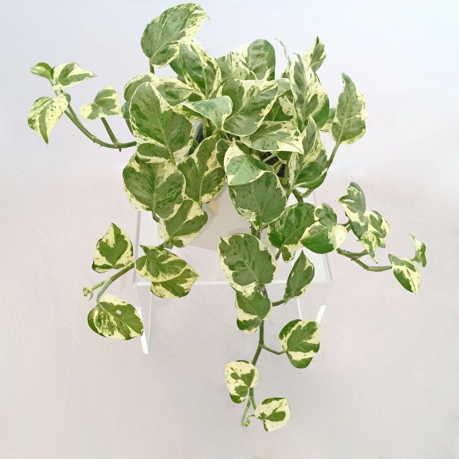 Сциндапсус Jade Epipremnum