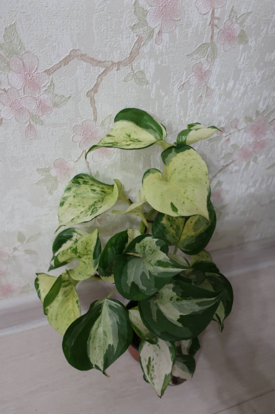 Сциндапсус рисунок