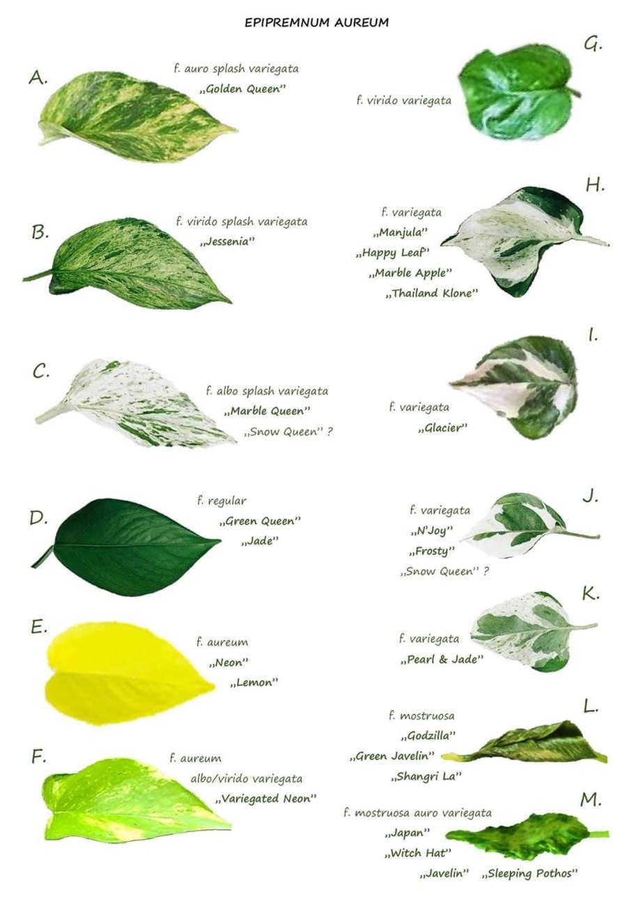 Сциндапсус Happy Leaf