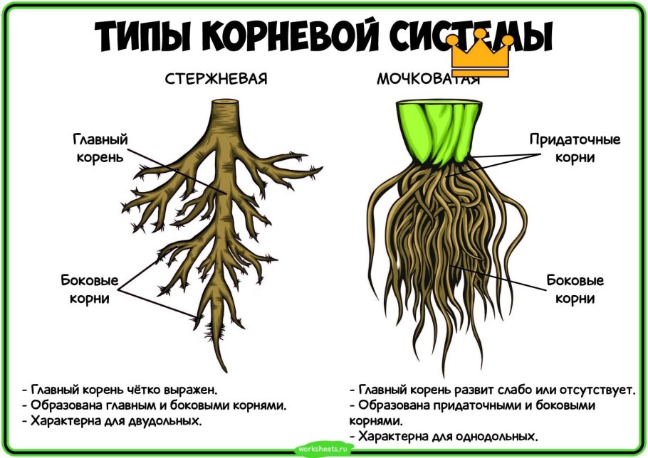 Виды корневых и типы корневых систем 6 класс презентация