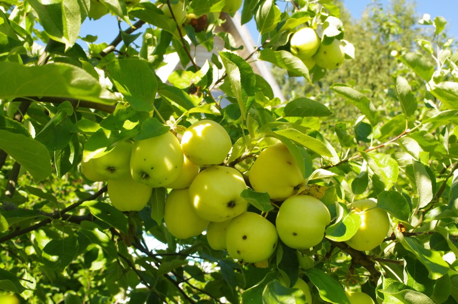 Саженцы яблоня белый налив