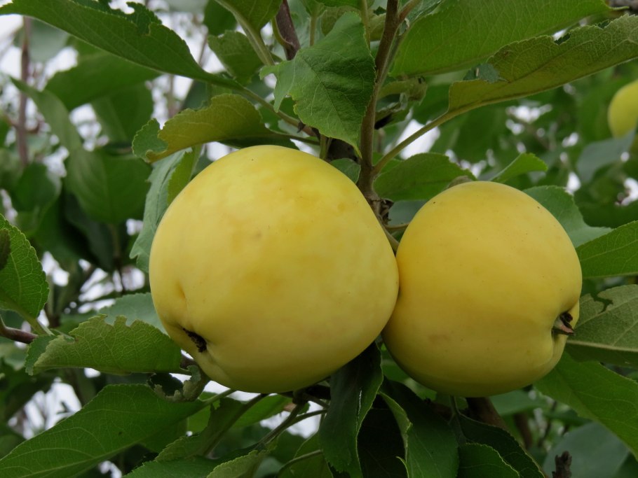 Яблоня сорт белый налив