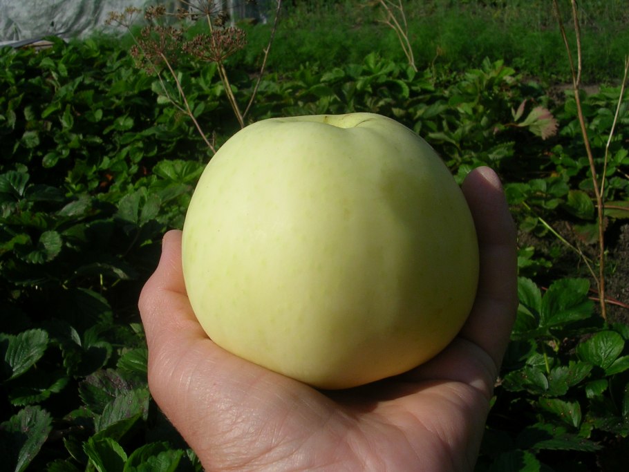 Яблоки белый налив