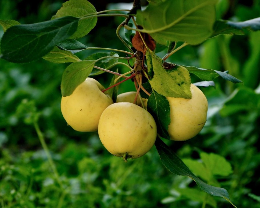 Яблоко белый налив на белом