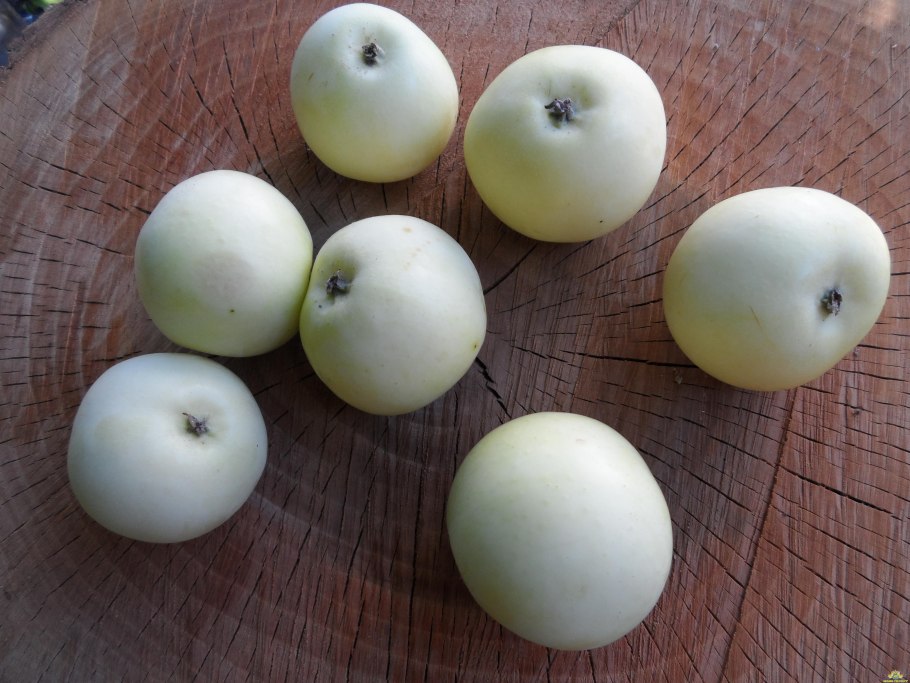 Яблоня Лучезарное