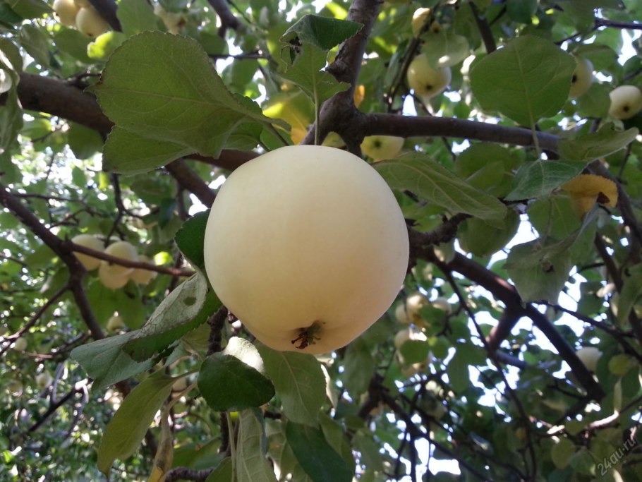 Яблоня Папировка
