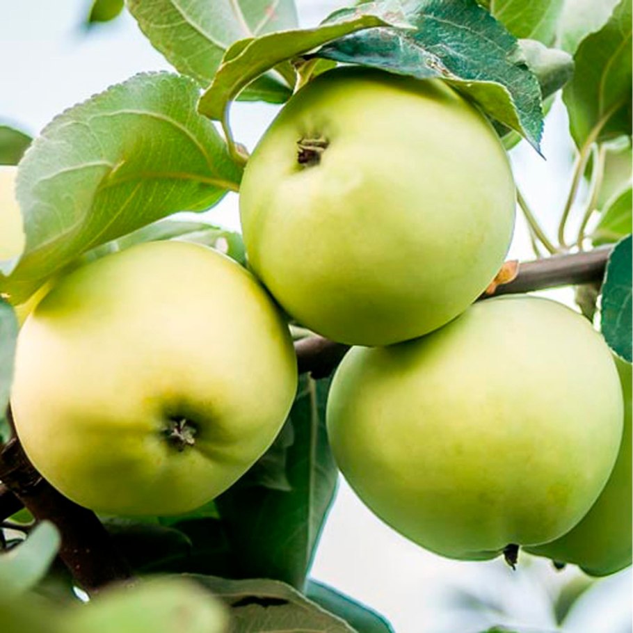 Сорт яблок белый налив