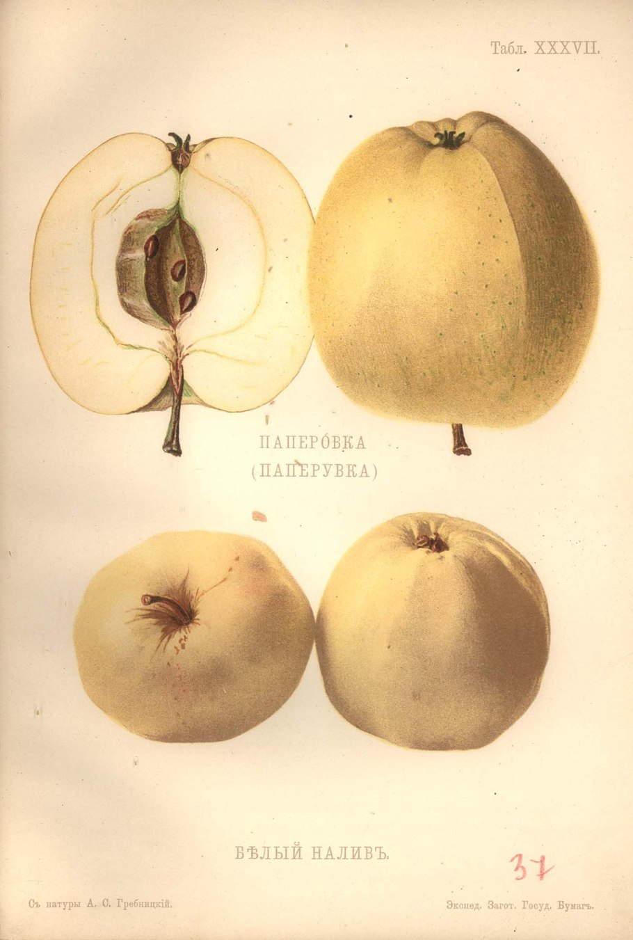 Белый налив колоновидная яблоня