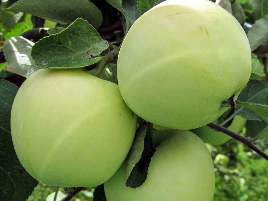 Яблоня налив белый, раннелетний