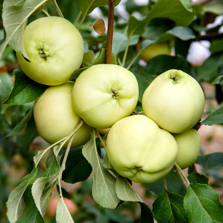 Яблоня белый налив