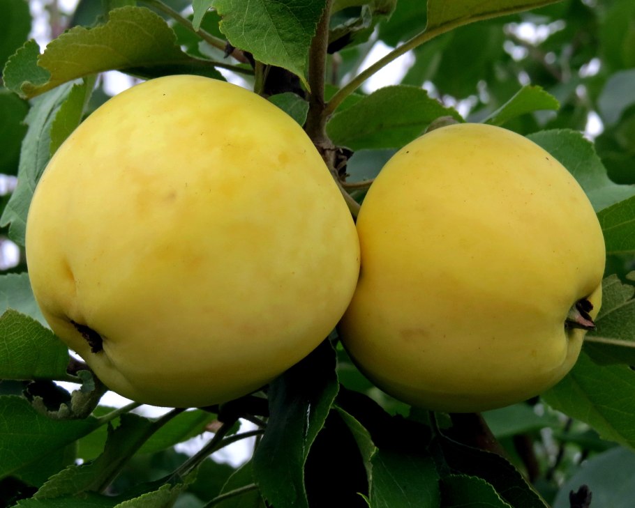 Сорт яблок белый налив