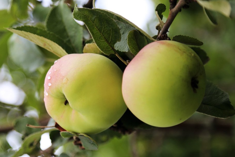 Яблоня сорт Папировка