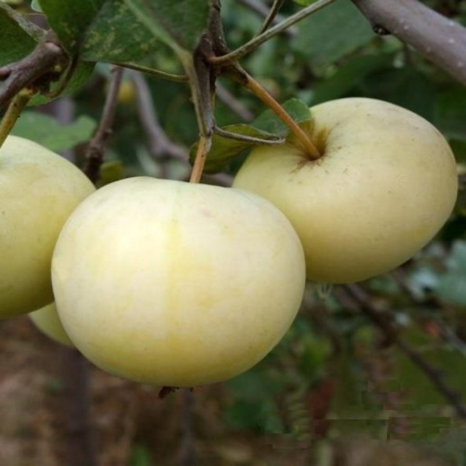 Яблоня Папировка