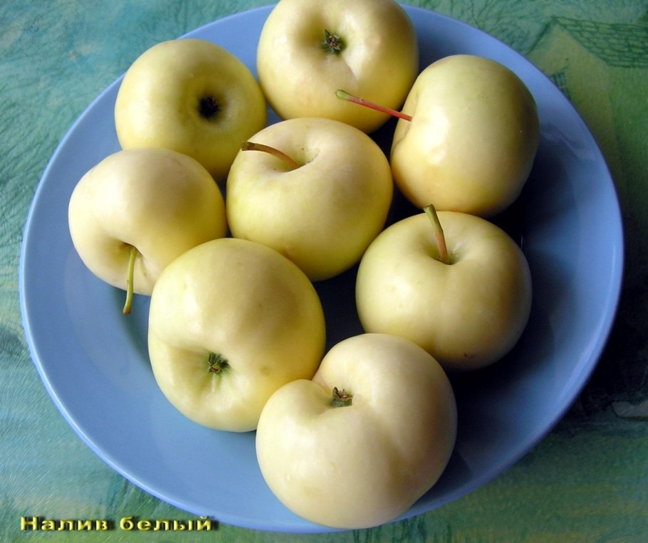 205 Яблоня белый налив