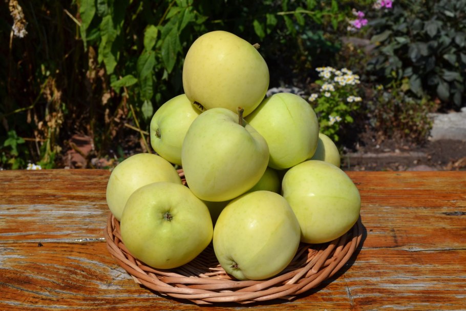 Яблоня Папироянтарное летнее