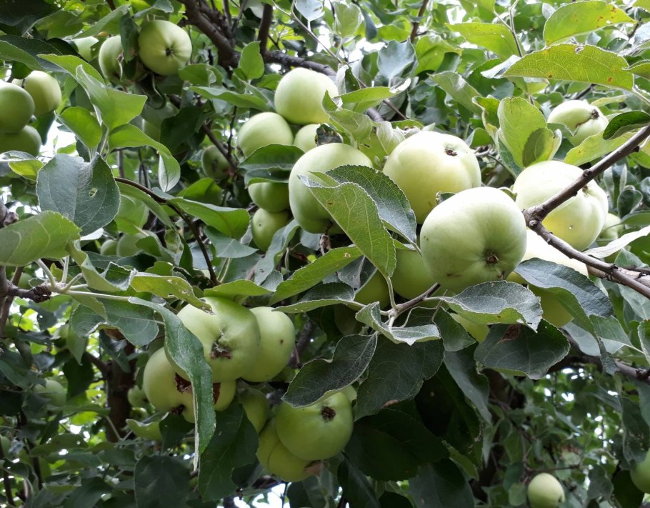 Яблоня белый налив