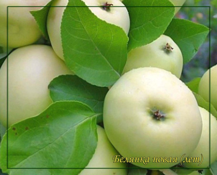 Яблоня белый налив
