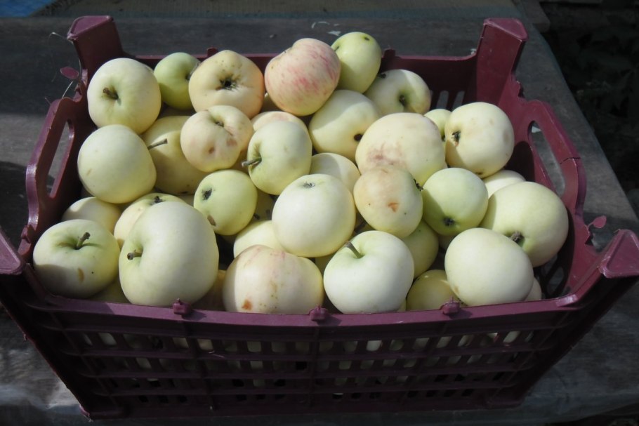 Яблоня Папировка