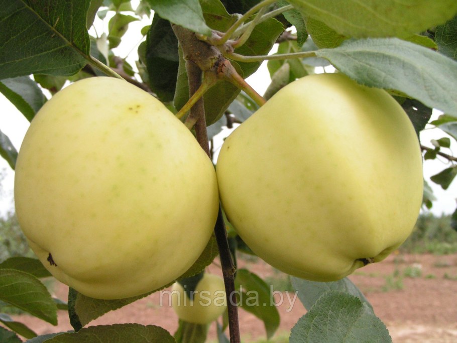 Яблоня сорт белый налив