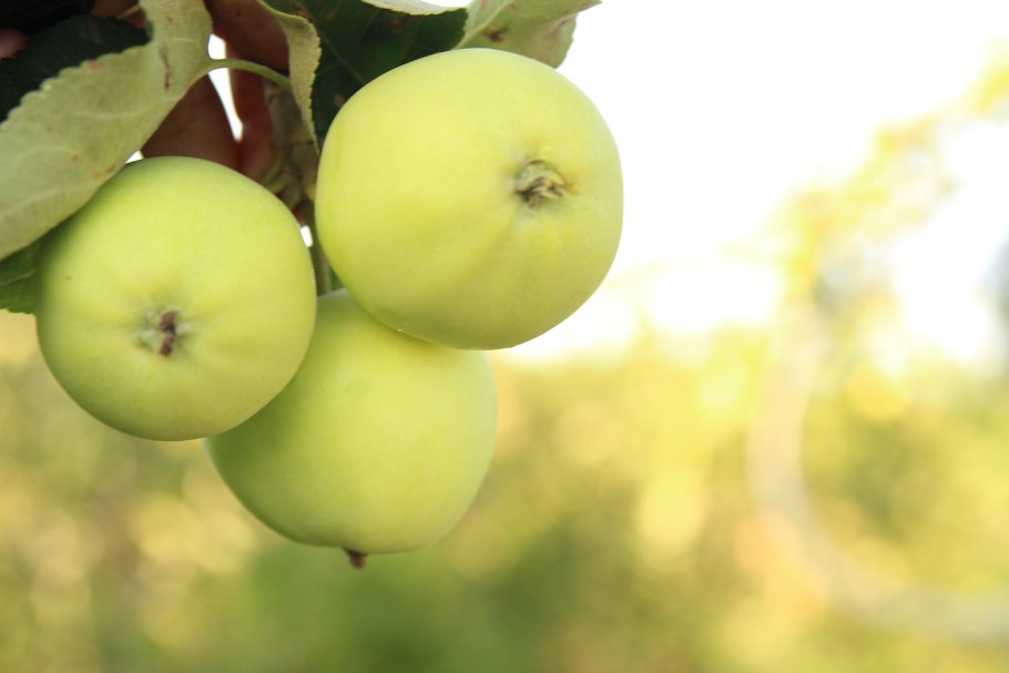 Яблоня Балтийская