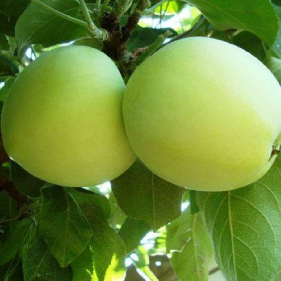 Яблоня Кандиль синап