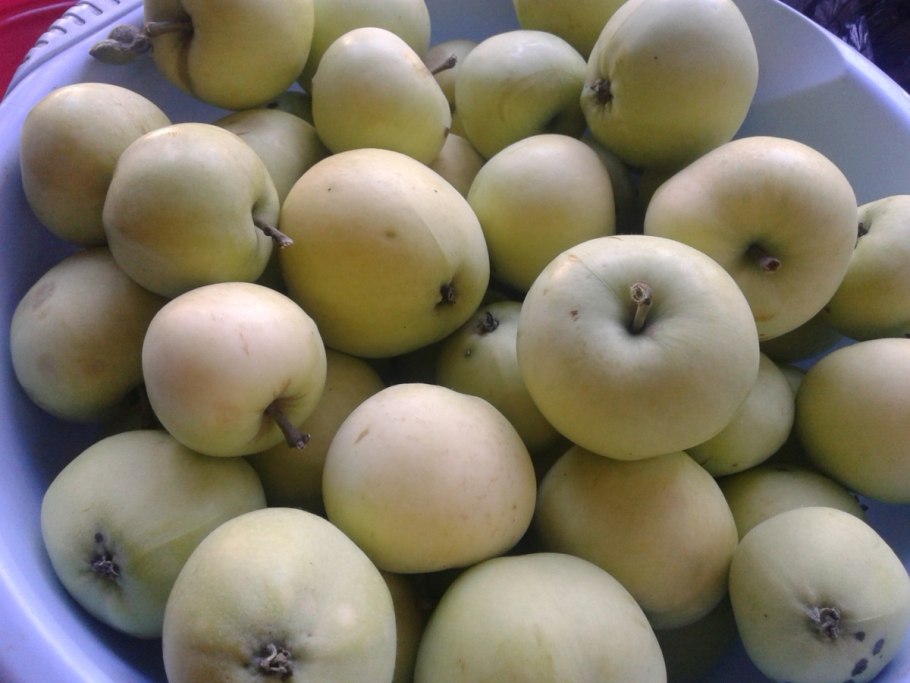 Яблоня белый налив дерево