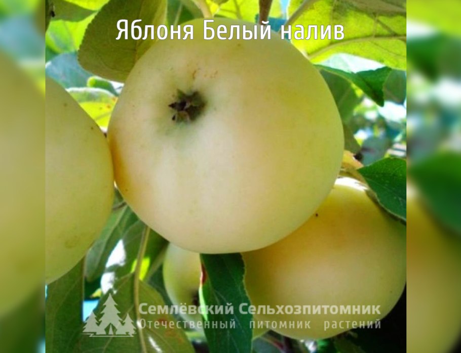 Перец белый налив описание сорта фото отзывы