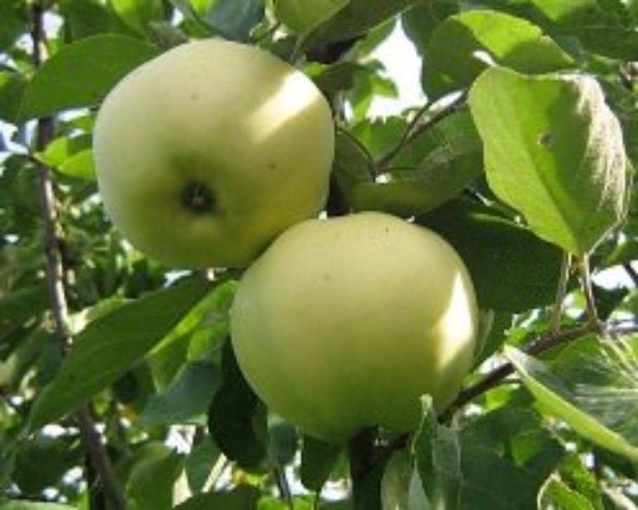 Снежный Кальвин яблоня