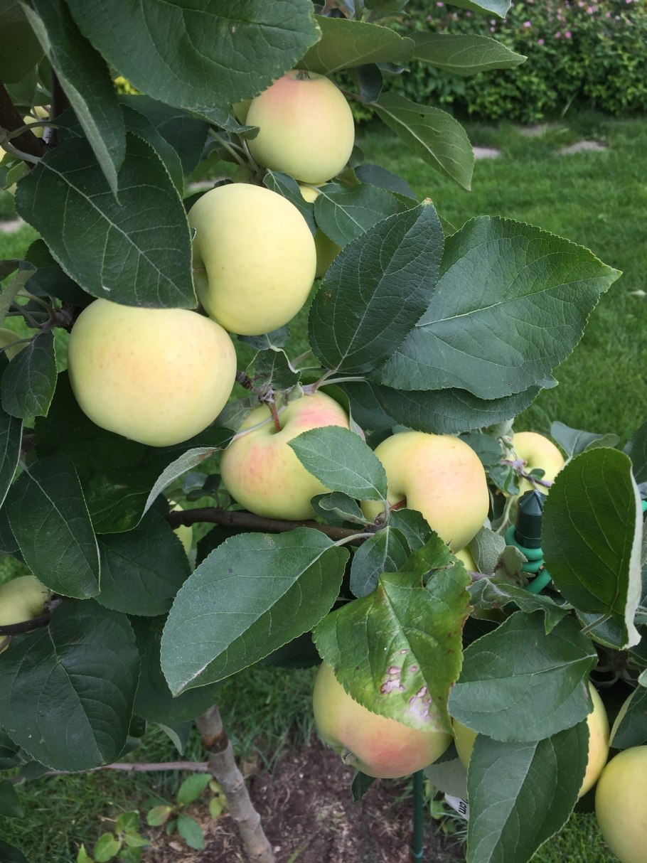 Золотой налив яблоня