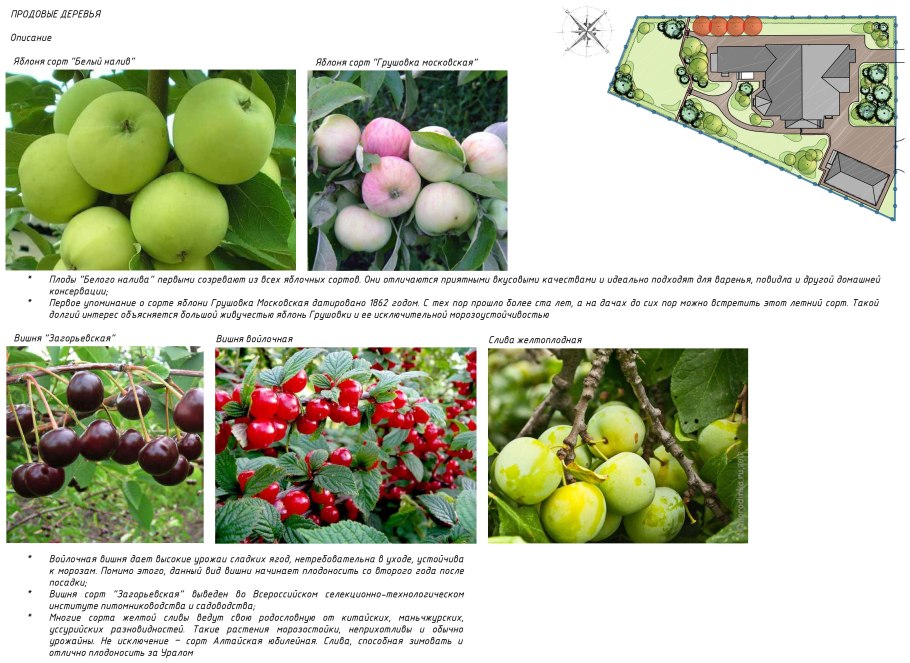 Яблоня Папировка